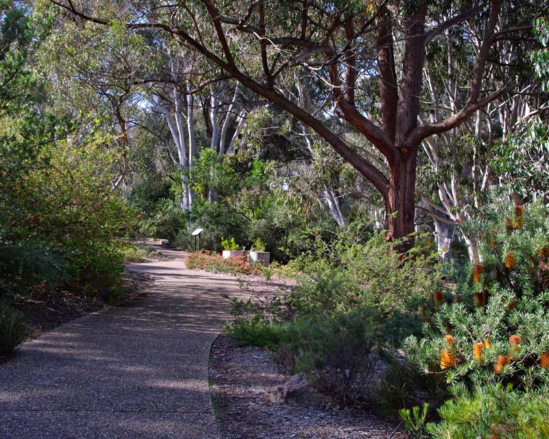 Australian National Botanic Gardens The main path takes visitors past a large variety of Grevilleas